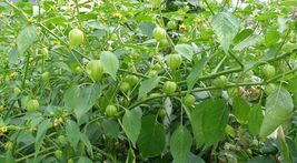100 Seeds Tomatillo Cape Gooseberry Chinese Lantern Fruit Golden Ground Berry - £7.62 GBP