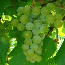 1 Bare Root Live Plant EDELWEISS Grape Vine - $49.99