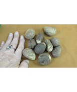 tn-21) 10 small natural Tagua Nut whole nuts for craft Carving Dried pla... - $495.10 MXN