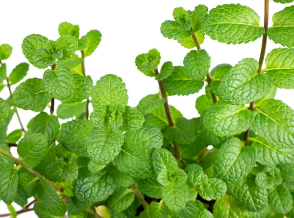 400 Peppermint Seeds Mentha Mint Non-Gmo Heirloom Perennial Herb Usa Seller Fres - £3.36 GBP