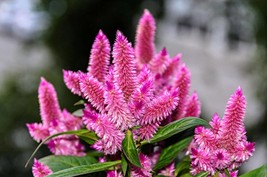 Wheat Celosia -Pink - 100 Seeds-  Celosia argentea var spicata  - AN Old Garden  - £3.97 GBP