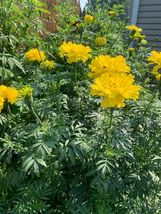 Marigold AFRICAN TALL YELLOW Double Beneficial Companion Plant NonGMO 10... - £7.02 GBP