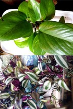 5 Wandering Jew + 5 Golden Pothos Unrooted Houseplant Cuttings Clippings - £10.95 GBP