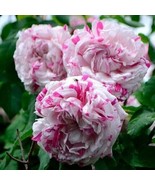 10 SEEDS DOUBLE PINK WHITE ROSE HEIRLOOM SEEDS SPROUT FAST ENHANCE YOUR ... - $8.35