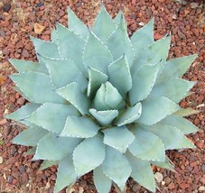 AGAVE  PARRYI var COUSEI hardy exotic succulent  aloe rare plant seed 10... - £15.72 GBP