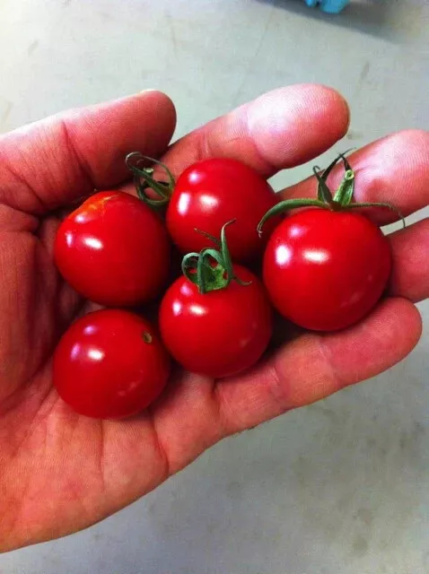 50 Seeds Cherry Bomb Tomato Juicy Tomatoe Vegetable Garden Edible Food - $9.63