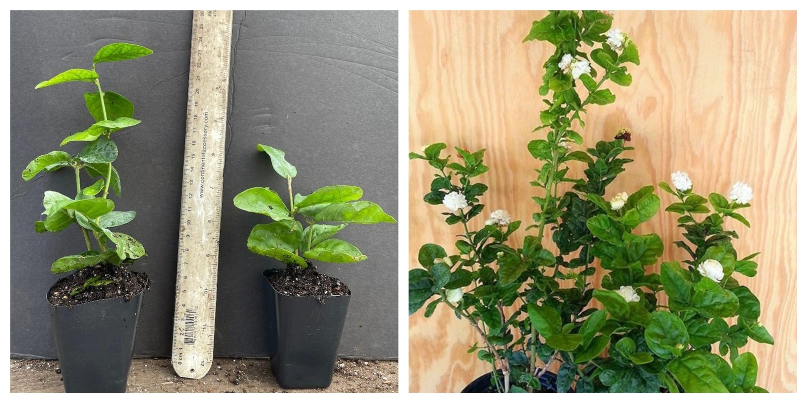 Grand Duke of Tuscany Jasmine Jasminum Sambac STARTER Plant - $39.99