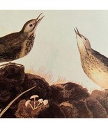 American Pipit Bird 1946 Color Print John James Audubon Nature Mushrooms... - $42.18 CAD