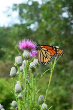 100 Seeds Swamp Thistle Perfect For Garden Planting Immediate Gardening Start - $16.96