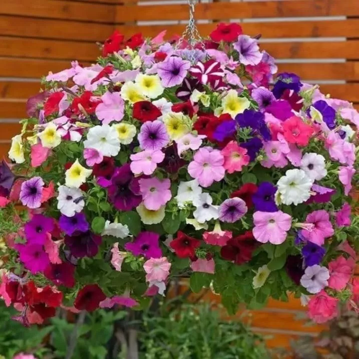 BStore 5000 Petunia Mixed Rainbow Color Bonsai Grandiflora Seeds Starter... - $9.36