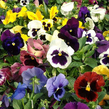 30 Pansy Flower Seeds Fragrant Perennial 90 % Germination Rate Usa - £8.77 GBP