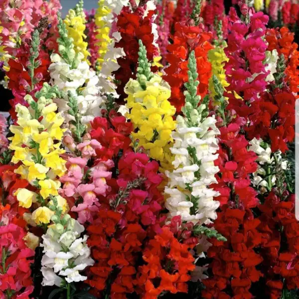 Fresh Snapdragon Tall Mix Seeds 2500+ Tall Flower Usa Bright Mixed Colors - £7.06 GBP