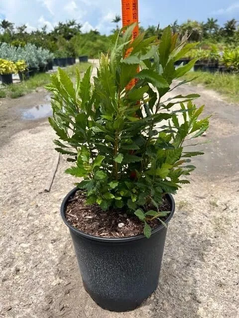 1 Plants Live Gallon Size Plants Wax Myrtle Myrica Cerifera - $99.96