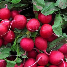 KKG Radish Seeds Champion 1 Gram Fresh Garden - $7.89