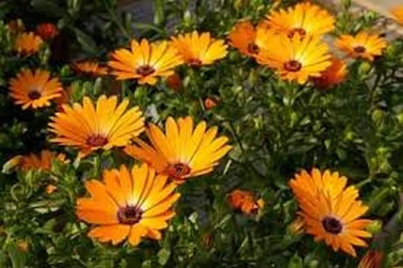 US Seller African Daisy Orange 50 Seeds - $9.76