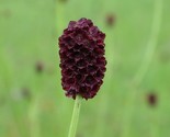 Salad Burnet Sanquisorba Minor ‘Little Angel’ Culinary  60 Seeds Non Gmo - $8.99