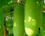 10 Ash Gourd Winter Melon Wax Gourd White Pumpkin And Chinese Watermelon... - $8.99