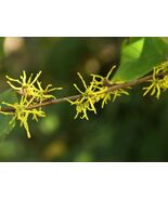 Witch Hazel  10 Seeds  Hamamelis virginiana - $160.53 MXN