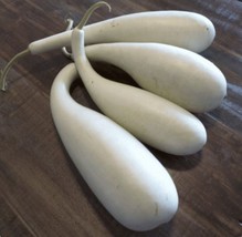 Grow In US 10 Calabash Gourd seed Asian Unique Delicious Bottle Gourd - £8.57 GBP