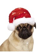Red Sequin Santa Hats for Dogs Christmas Holiday Spirit Sequins Dog Hat ... - $20.11 CAD+