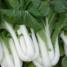 New Canton Pak Choi Seeds Grown Tasty Asian 300 seeds Fresh USA Garden - $10.45