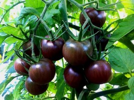 PS Black Cherry Tomato Seeds Heirloom Sweet Large Prolific Cherry Indete... - $166.68 MXN
