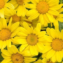 200+ Bright Yellow Marguerite Daisy Seeds For Garden - USA - Fast Shipping! - £4.37 GBP