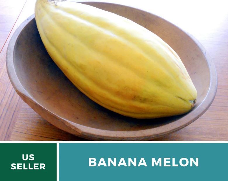 20 Pcs Banana Melon Heirloom Seeds Non GMO Cucumis melo Seed - $19.23