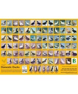 Broad Leys Domestic Ducks 59.5cm X 42cm A2 New Poultry Poster - £6.19 GBP