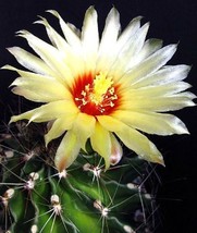 HAMATOCACTUS SETISPINUS, exotic flowering barrel cacti rare cactus seed ... - $9.99