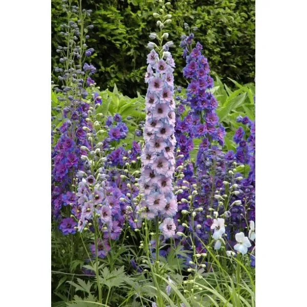 50 Purple Blue Delphinium Seeds Flower Seed Flowers 806 Fresh - £8.63 GBP