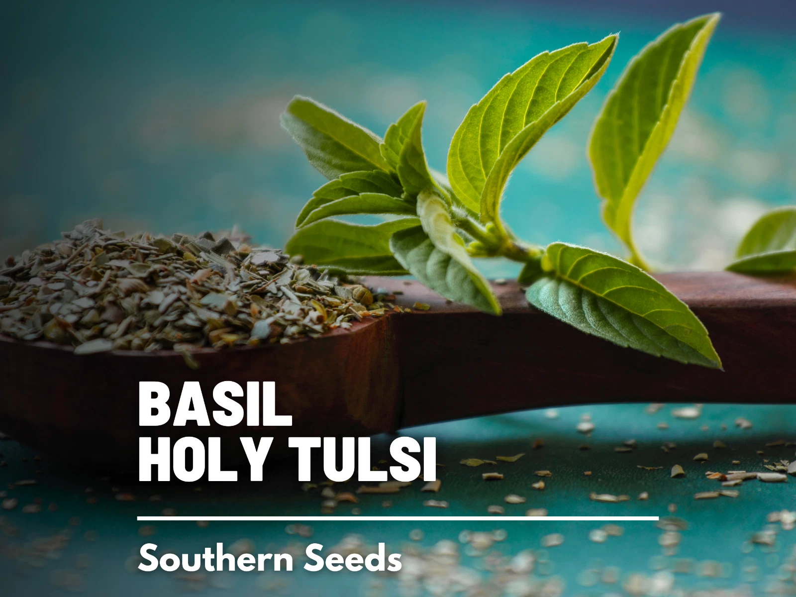 Basil, Kapoor Holy Tulsi - 250 Seeds, Heirloom Herb (Ocimum sanctum) - $14.82