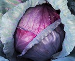 Red Acre Cabbage Seeds 300 Grow Healthy Garden Vegetable Culinary Fast S... - £7.20 GBP