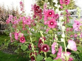 50 Mixed Colors Hollyhock King Henry Viii Mix - £13.58 GBP