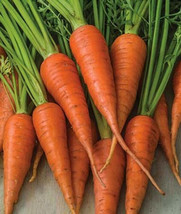 1000 Short &#39;N Sweet Carrot Seeds For Garden Planting    From US - $10.48