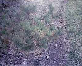 Pinus Thunbergi Japanese Black Pine Tree Seeds #GRG03 - £14.37 GBP