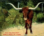 Vtg Cartolina Pre-1910 Texas Lungo Corno Steer Larghezza Di Horns 2.7m 6 - £9.13 GBP
