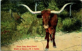 Vtg Cartolina Pre-1910 Texas Lungo Corno Steer Larghezza Di Horns 2.7m 6 - £9.11 GBP