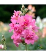 Fresh 1000 Madame Butterfly Rose Snapdragon Seeds for Garden - €9,41 EUR