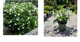 Live Plant - August Beauty Gardenia - ( 1 QT ) - £37.56 GBP