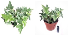 4&quot; Pot English Ivy Live Plant with soil &quot;Glacier Ivy&quot; Pet Friendly Plant - £28.27 GBP