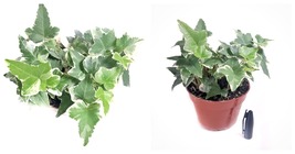 4&quot; Pot English Ivy Live Plant with soil &quot;Glacier Ivy&quot; Pet Friendly Plant - $35.99