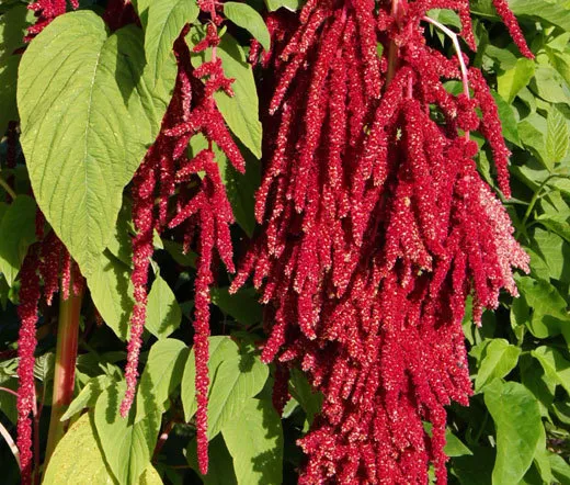 Amaranthus Love Lies Bleeding Red Amaranthus Caudatus 100 Fresh Seeds - £19.16 GBP