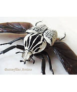 Goliathus Orientalis XXL Real Beetle Entomology Collectible Double Glass... - $5,101.77 MXN