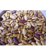 10 Seeds TIGER&#39;S EYE Beans Bush Shell or Dry Beautiful Golden color Heir... - $36.84 MXN