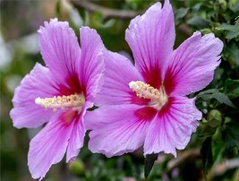 FREE Shipping! 5+ Live Purple Rose of Sharon Hibiscus cuttings: - £11.78 GBP