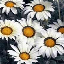 25 Gazania Seeds Frosty Kiss White Flower Seeds Gardening USA SHIPPING - £9.77 GBP