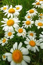 PWO German Chamomile Seed, Heirloom, Non-Gmo, 500 Seeds - £10.98 GBP