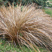 350 Seeds Carex Comans Bronze Fresh Seeds for Planting - £14.50 GBP