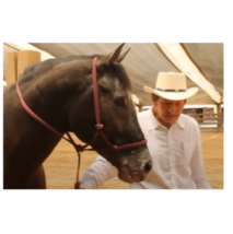 Horse Halter, Sierra Horse Halter, The Original Gentle Training Tool Hor... - £74.04 GBP